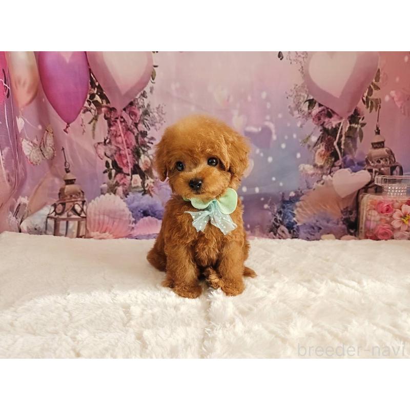 成約済の岐阜県のトイプードル-424025の11枚目