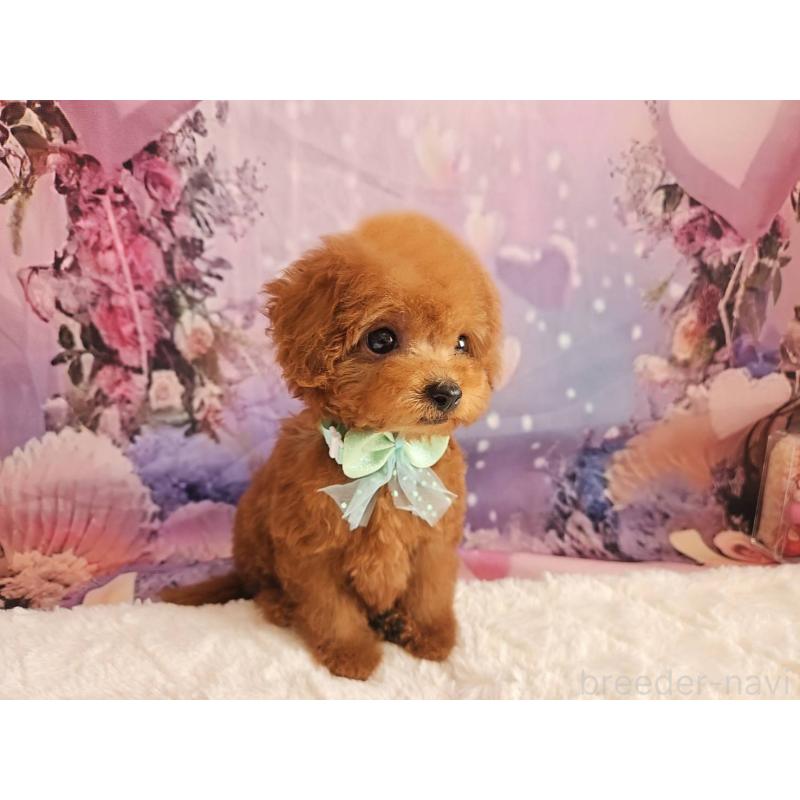 成約済の岐阜県のトイプードル-424025の10枚目