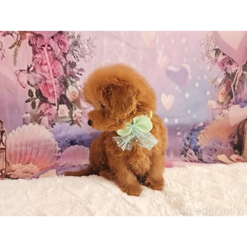 成約済の岐阜県のトイプードル-424025の9枚目