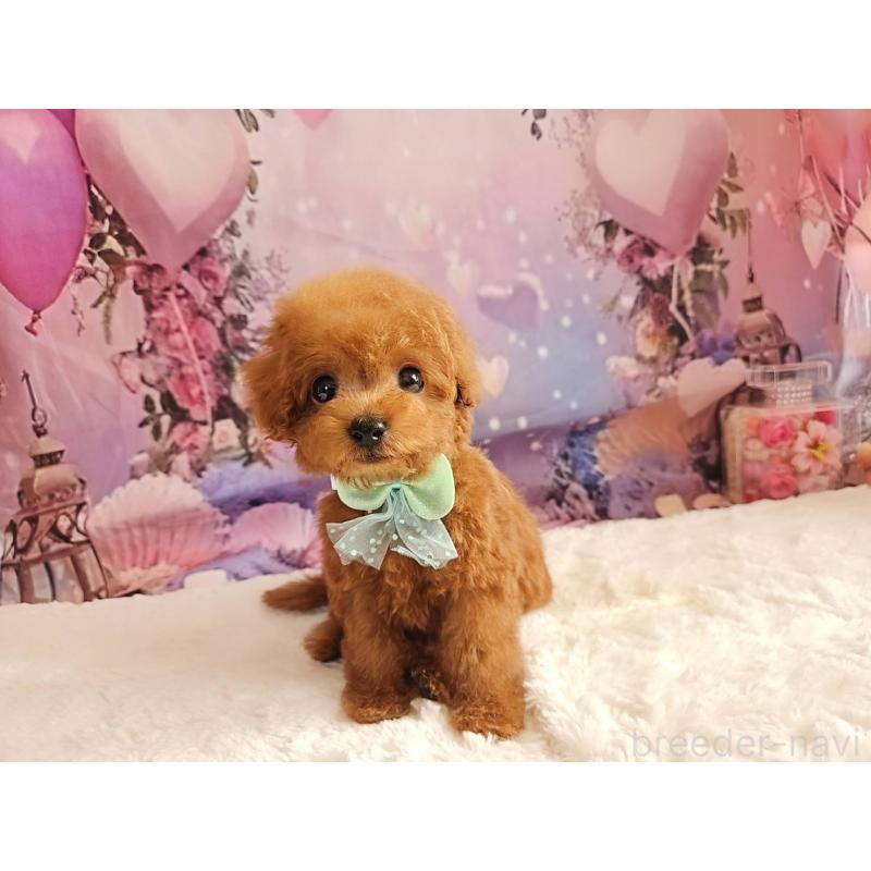 成約済の岐阜県のトイプードル-424025の8枚目