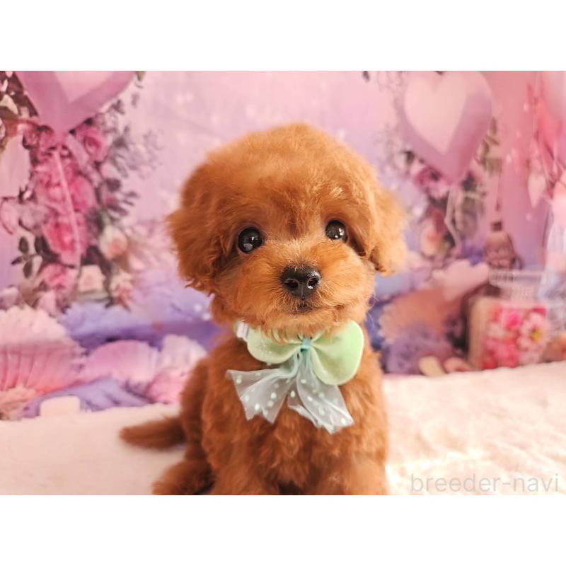 成約済の岐阜県のトイプードル-424025の7枚目