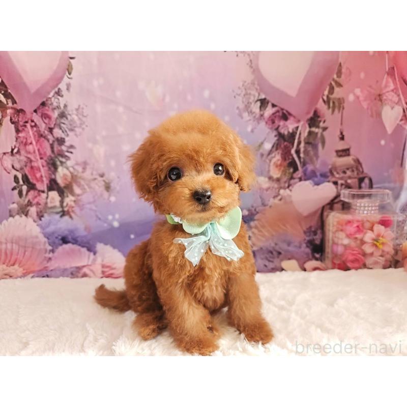 成約済の岐阜県のトイプードル-424025の6枚目