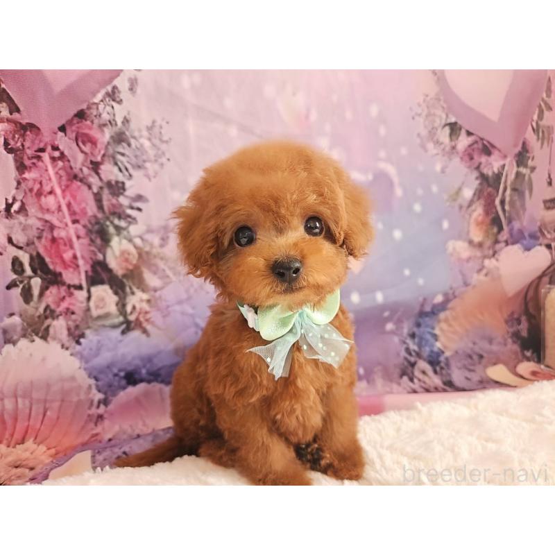 成約済の岐阜県のトイプードル-424025の5枚目