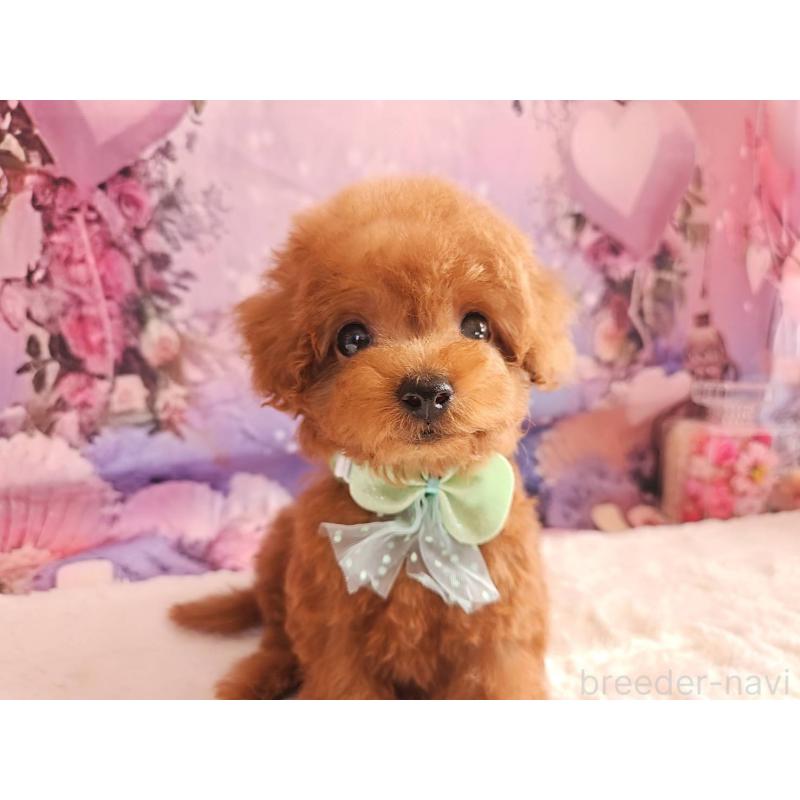 成約済の岐阜県のトイプードル-424025の4枚目