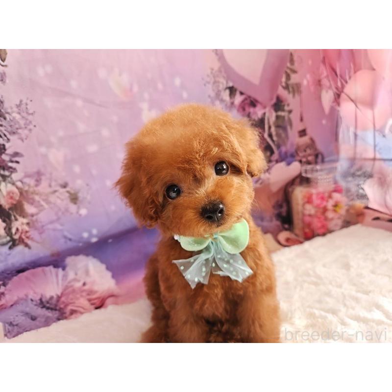 成約済の岐阜県のトイプードル-424025の3枚目