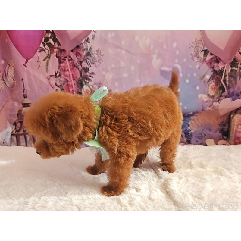 成約済の岐阜県のトイプードル-424025の2枚目