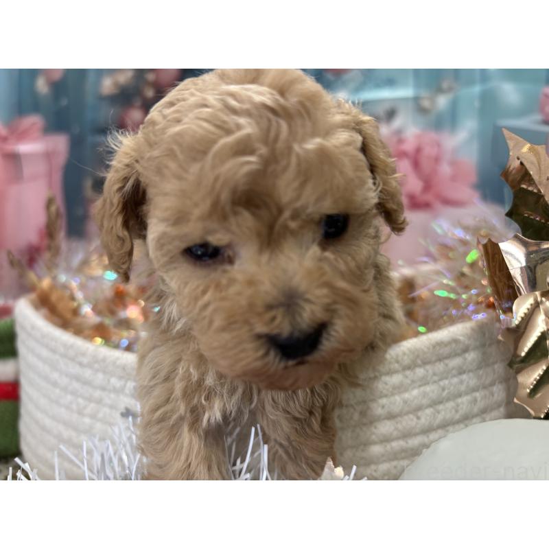 販売中の栃木県のティーカッププードル-424871