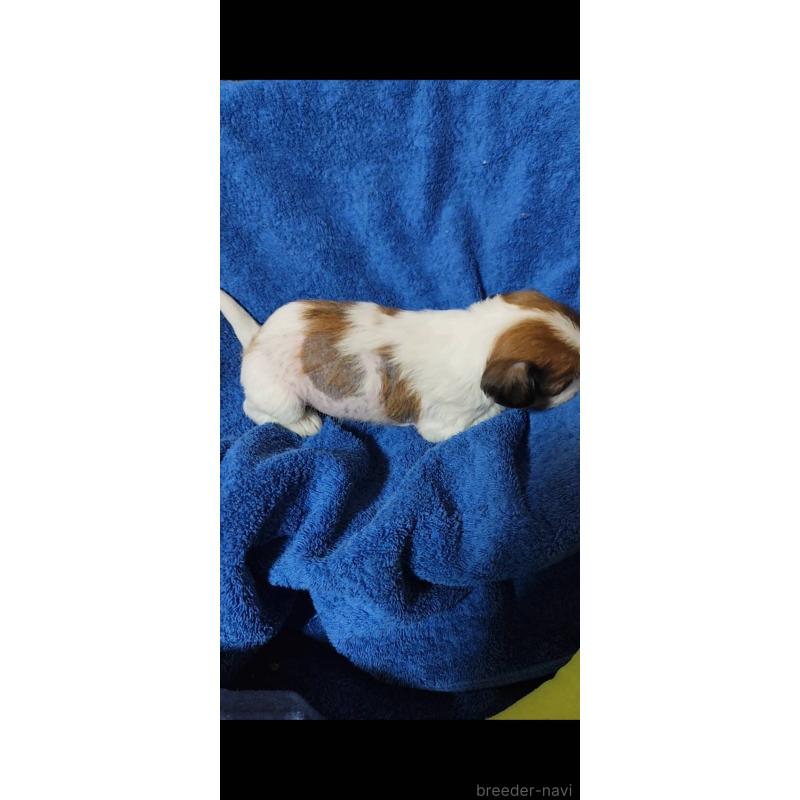 販売中の千葉県のチャイニーズクレステッドドッグ-428101の2枚目