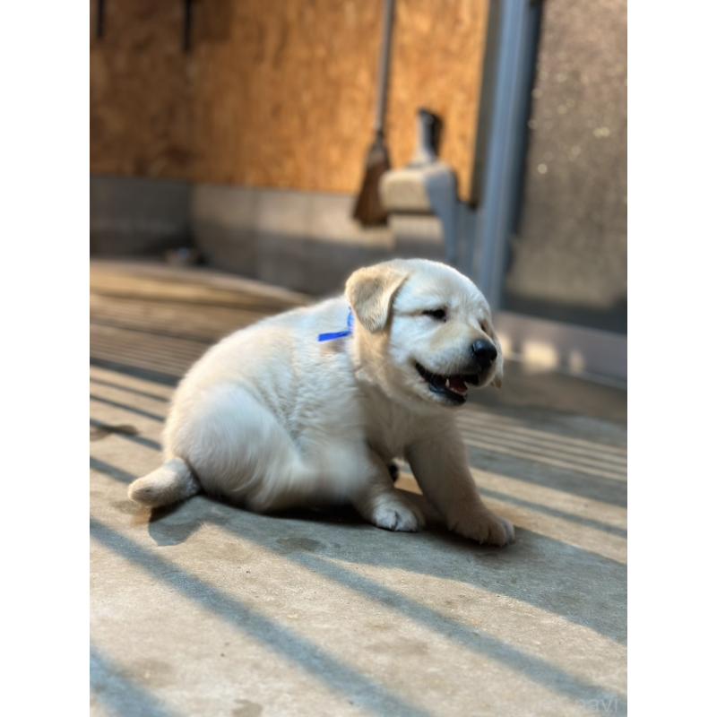 販売中の三重県のミックス犬-427358の4枚目