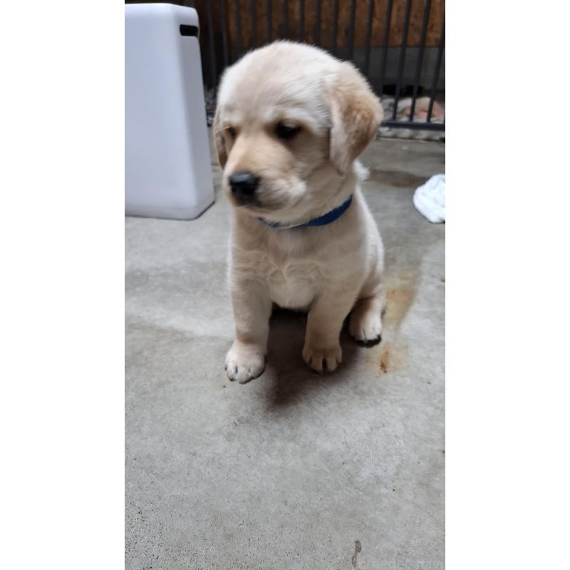 販売中の三重県のミックス犬-427358の2枚目