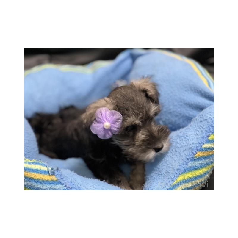 販売中の栃木県のミニチュアシュナウザー-428102の3枚目