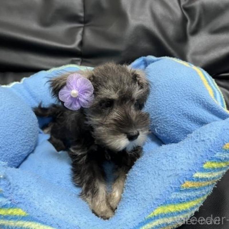 販売中の栃木県のミニチュアシュナウザー-428102の1枚目