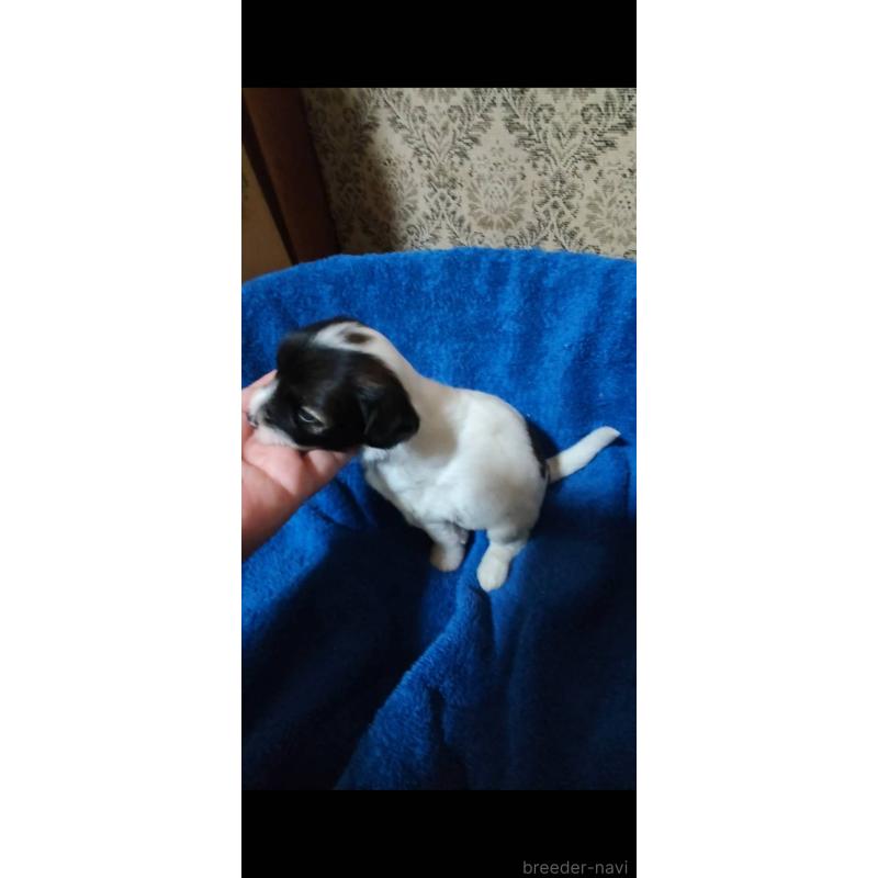 販売中の千葉県のチャイニーズクレステッドドッグ-428103の2枚目