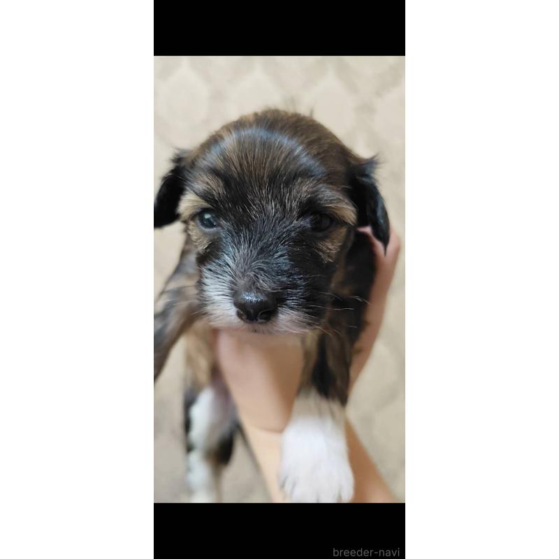 販売中の千葉県のチャイニーズクレステッドドッグ-428104の3枚目