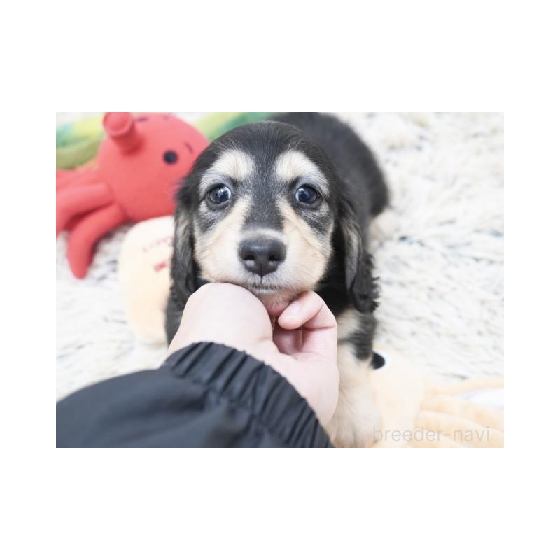 販売中の兵庫県のミニチュアダックスフンド(ロングヘアード)-428105の2枚目