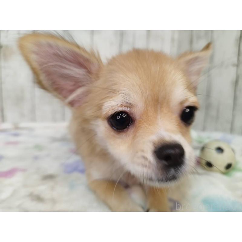 販売中の三重県のチワワ(ロングコート)-421469の5枚目