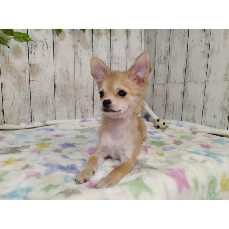 販売中の三重県のチワワ(ロングコート)-421469の4枚目