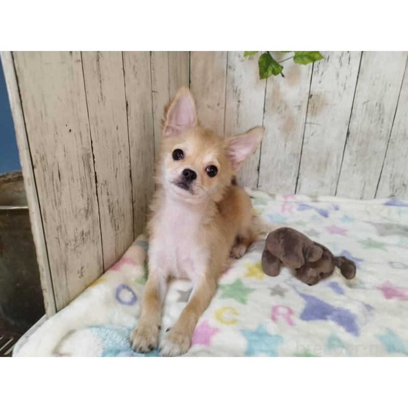 販売中の三重県のチワワ(ロングコート)-421469の3枚目