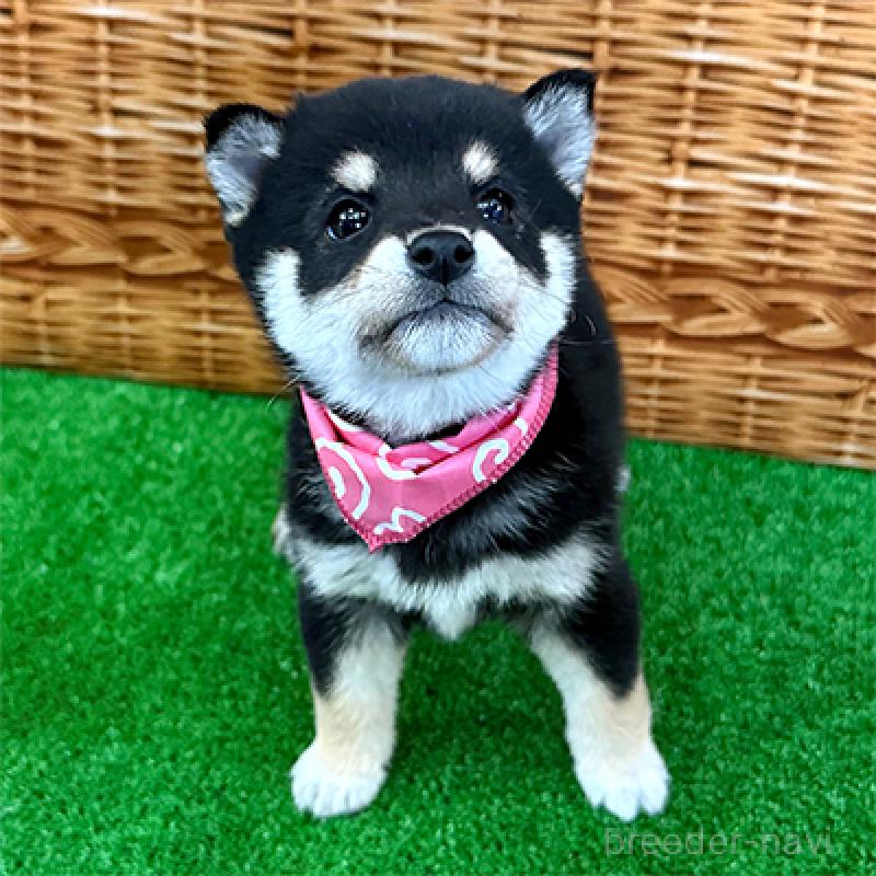 成約済の神奈川県の豆柴-427997の1枚目