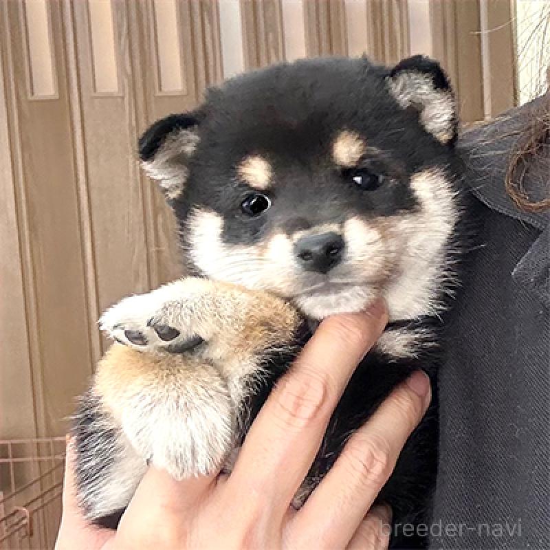 成約済の神奈川県の豆柴-427997の2枚目