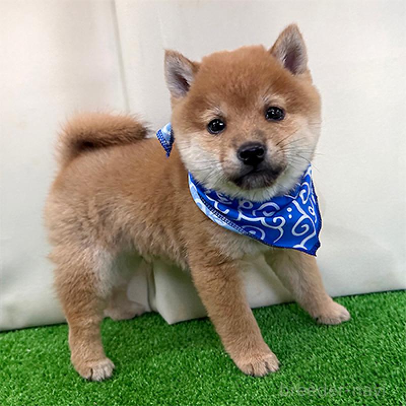 販売中の神奈川県の豆柴-428005