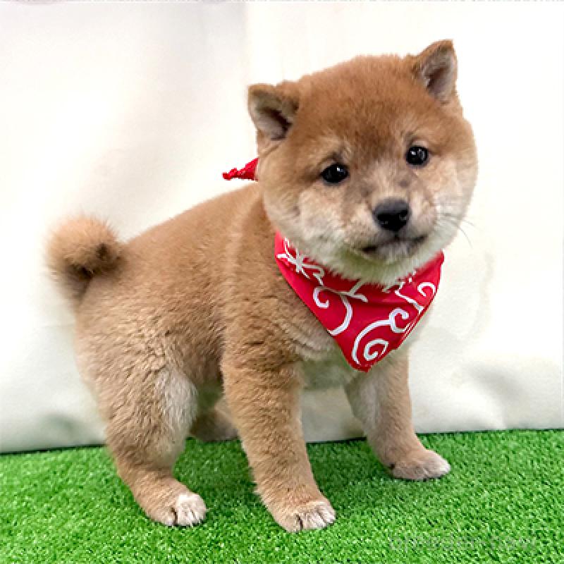 販売中の神奈川県の豆柴-428006