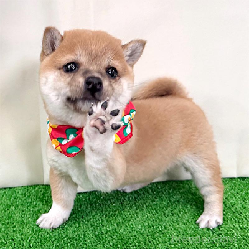 成約済の神奈川県の豆柴-428003の1枚目