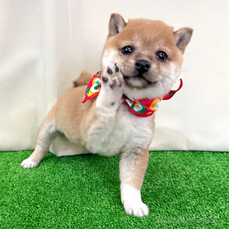 成約済の神奈川県の豆柴-428003の4枚目