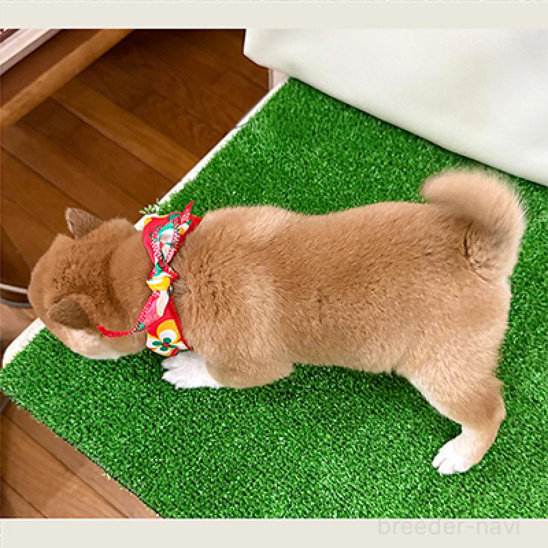 成約済の神奈川県の豆柴-428003の2枚目