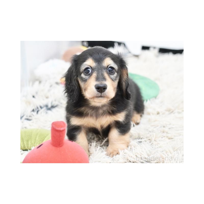 販売中の兵庫県のミニチュアダックスフンド(ロングヘアード)-428106の3枚目