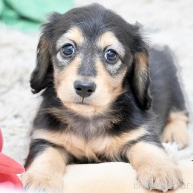 販売中の兵庫県のミニチュアダックスフンド(ロングヘアード)-428106