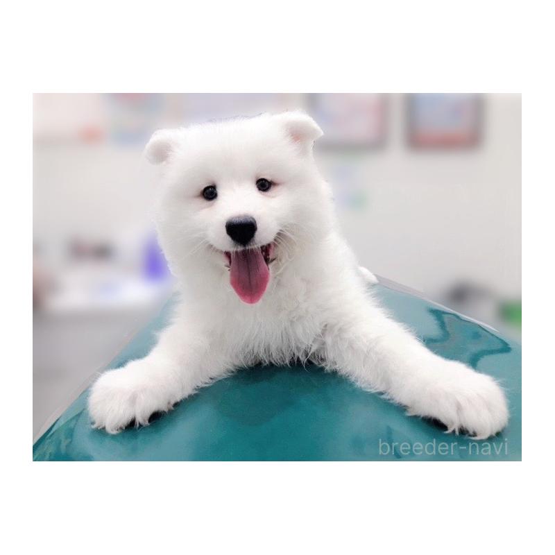 商談中の広島県のサモエド-406794の3枚目