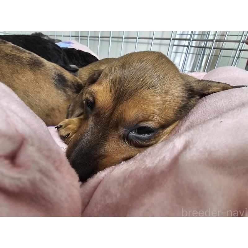 成約済の愛知県のミニチュアダックスフンド(スムースヘアード)-427972の3枚目