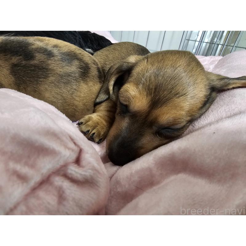 成約済の愛知県のミニチュアダックスフンド(スムースヘアード)-427972の2枚目