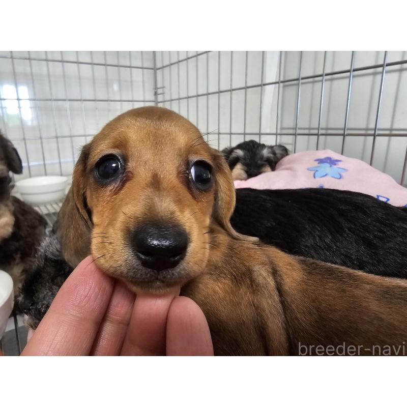 販売中の愛知県のミニチュアダックスフンド(スムースヘアード)-428107の10枚目