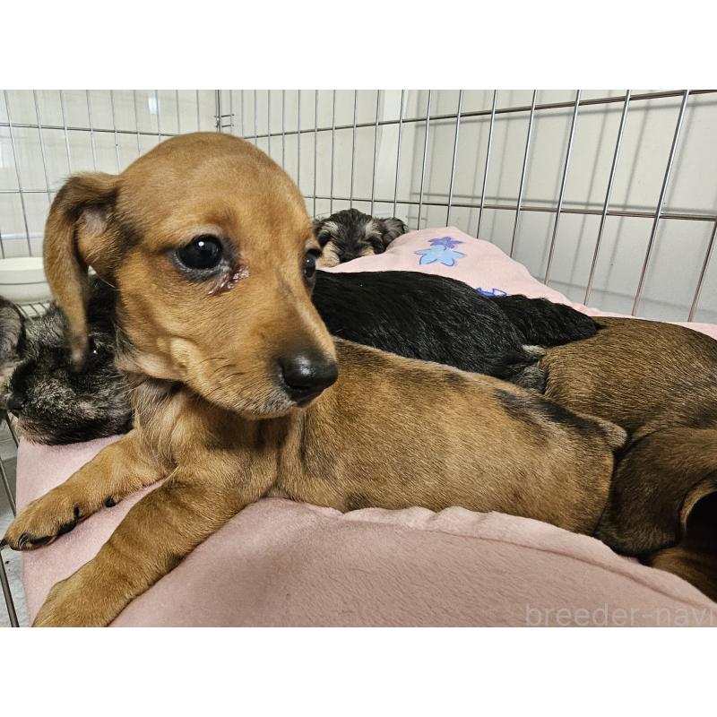 販売中の愛知県のミニチュアダックスフンド(スムースヘアード)-428107の9枚目