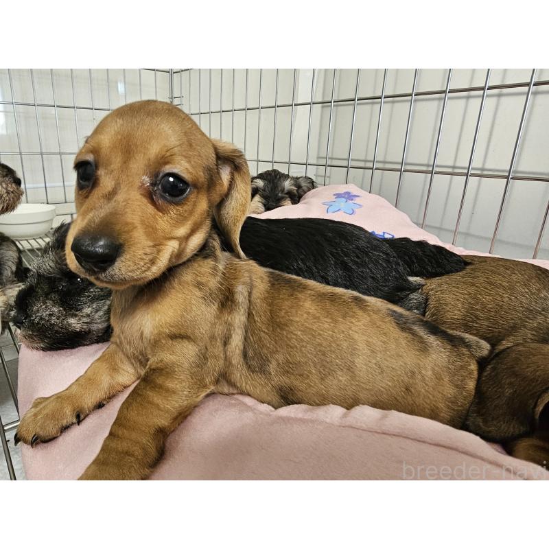 販売中の愛知県のミニチュアダックスフンド(スムースヘアード)-428107の8枚目