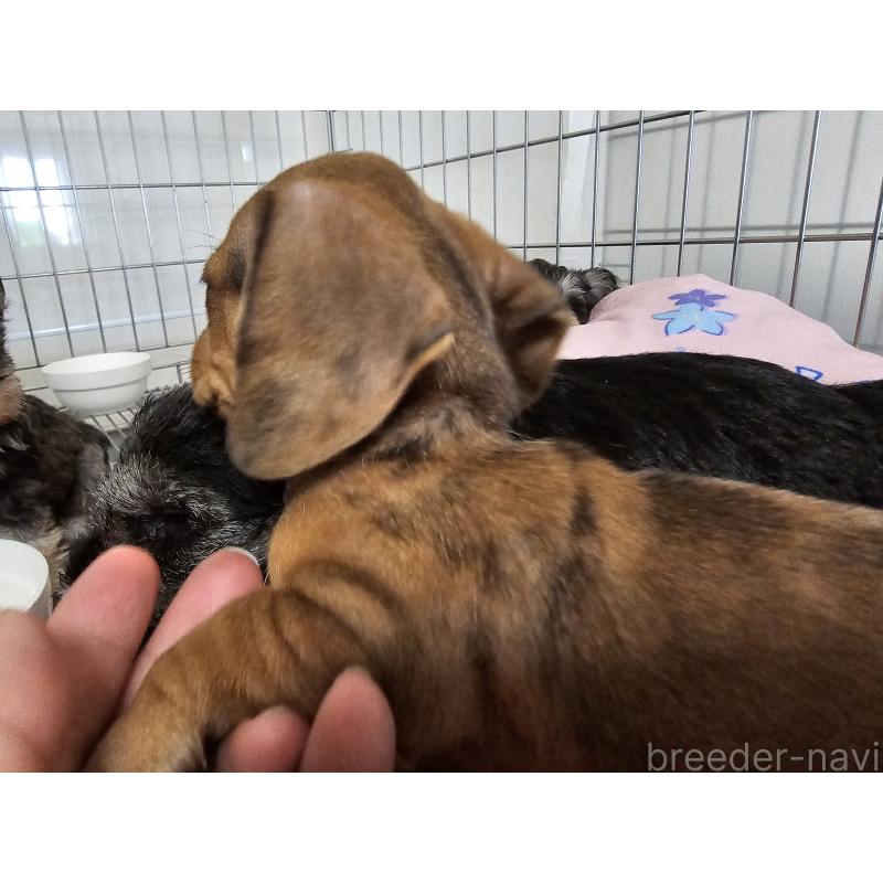 販売中の愛知県のミニチュアダックスフンド(スムースヘアード)-428107の7枚目