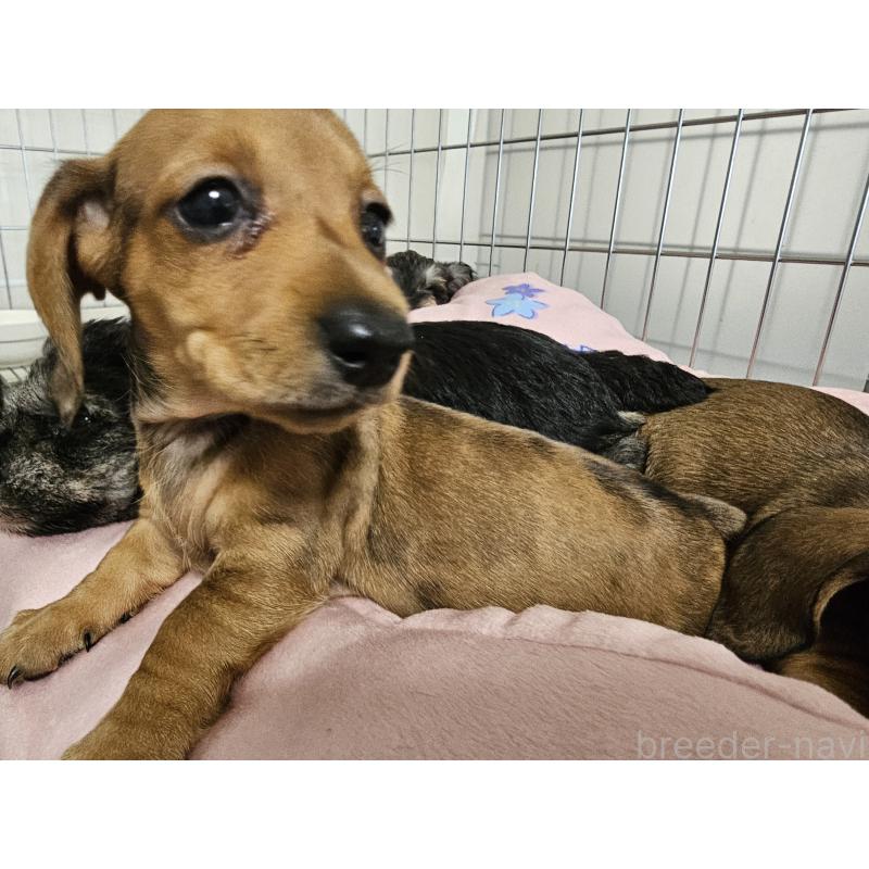 販売中の愛知県のミニチュアダックスフンド(スムースヘアード)-428107の6枚目