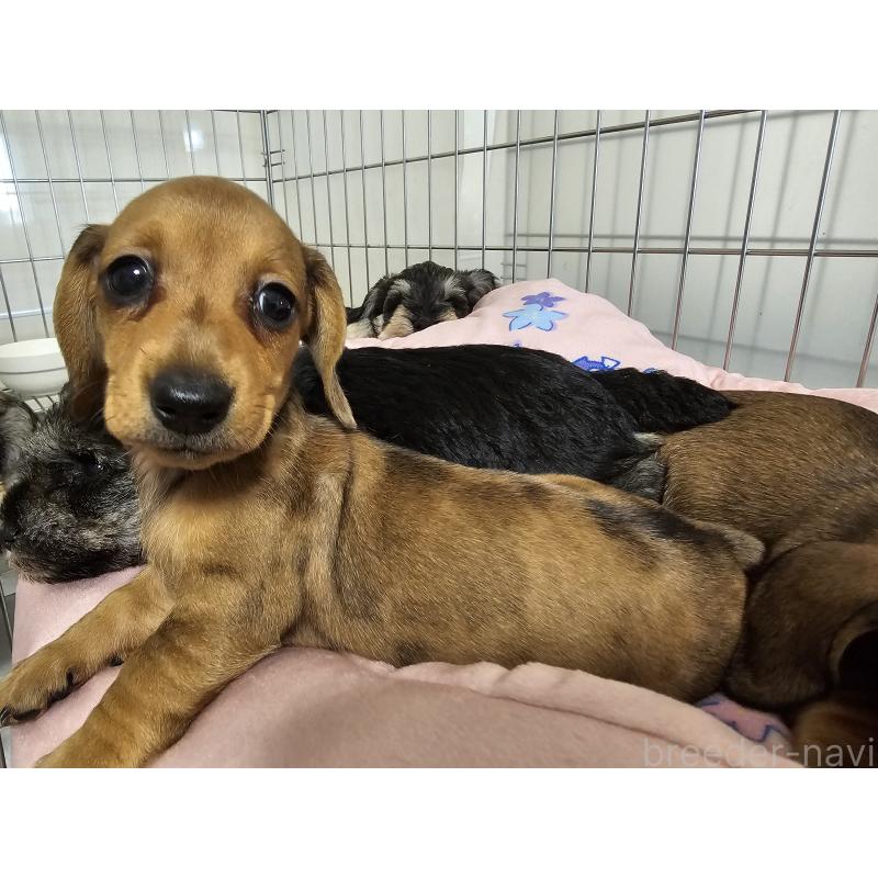 販売中の愛知県のミニチュアダックスフンド(スムースヘアード)-428107の5枚目