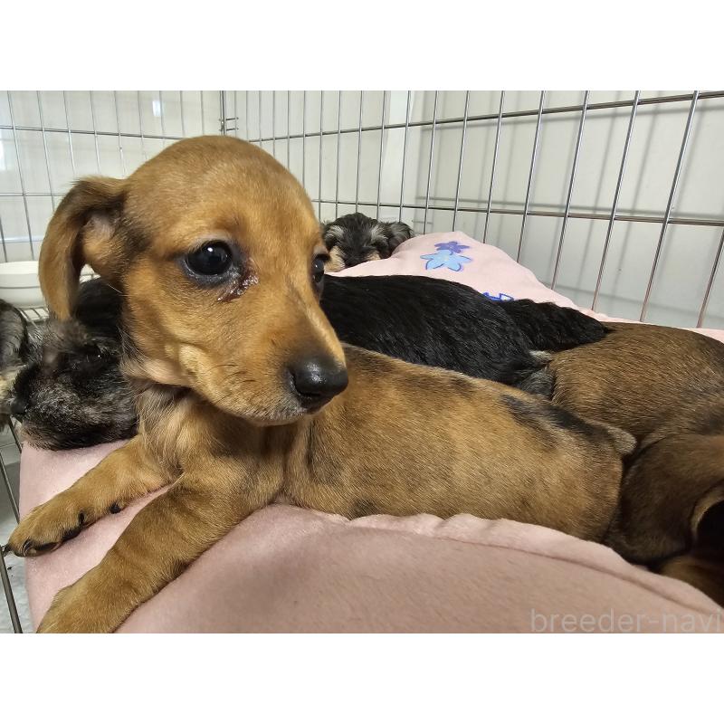 販売中の愛知県のミニチュアダックスフンド(スムースヘアード)-428107の3枚目