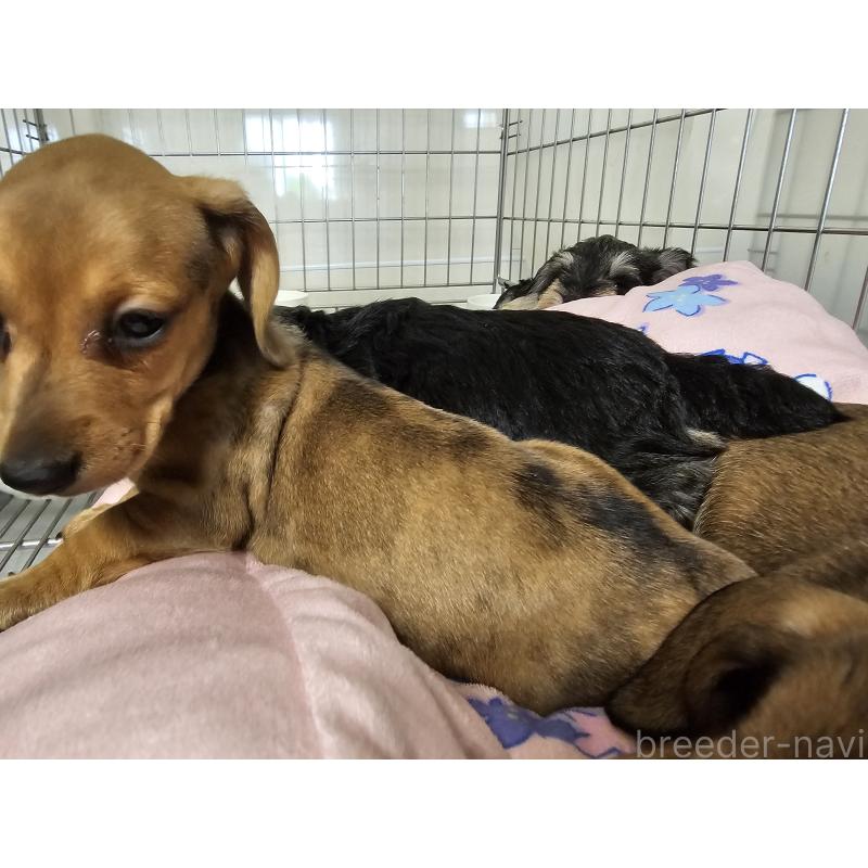 販売中の愛知県のミニチュアダックスフンド(スムースヘアード)-428107の2枚目