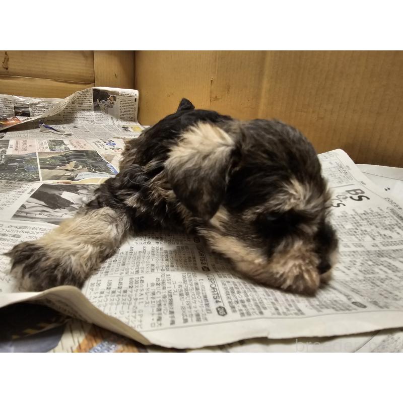 販売中の愛知県のミニチュアシュナウザー-428108の7枚目