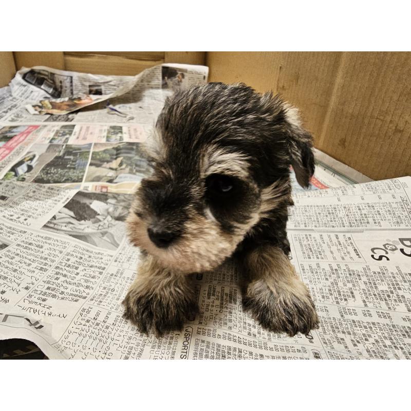 販売中の愛知県のミニチュアシュナウザー-428108の5枚目