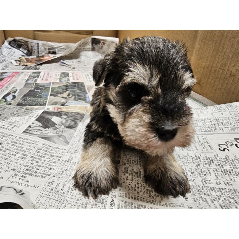 販売中の愛知県のミニチュアシュナウザー-428108の4枚目