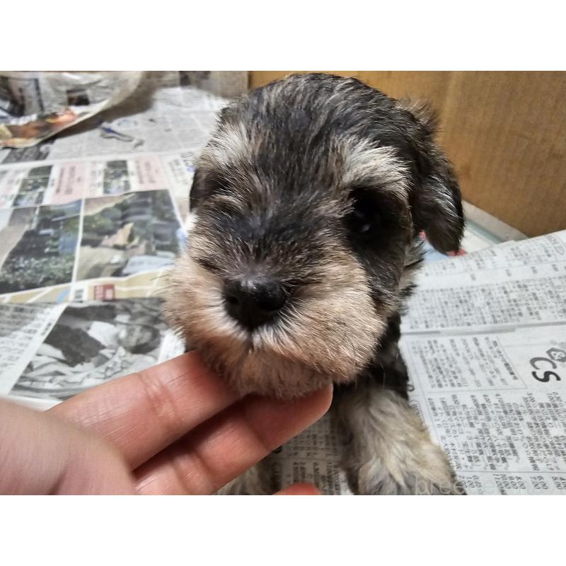 販売中の愛知県のミニチュアシュナウザー-428108の3枚目