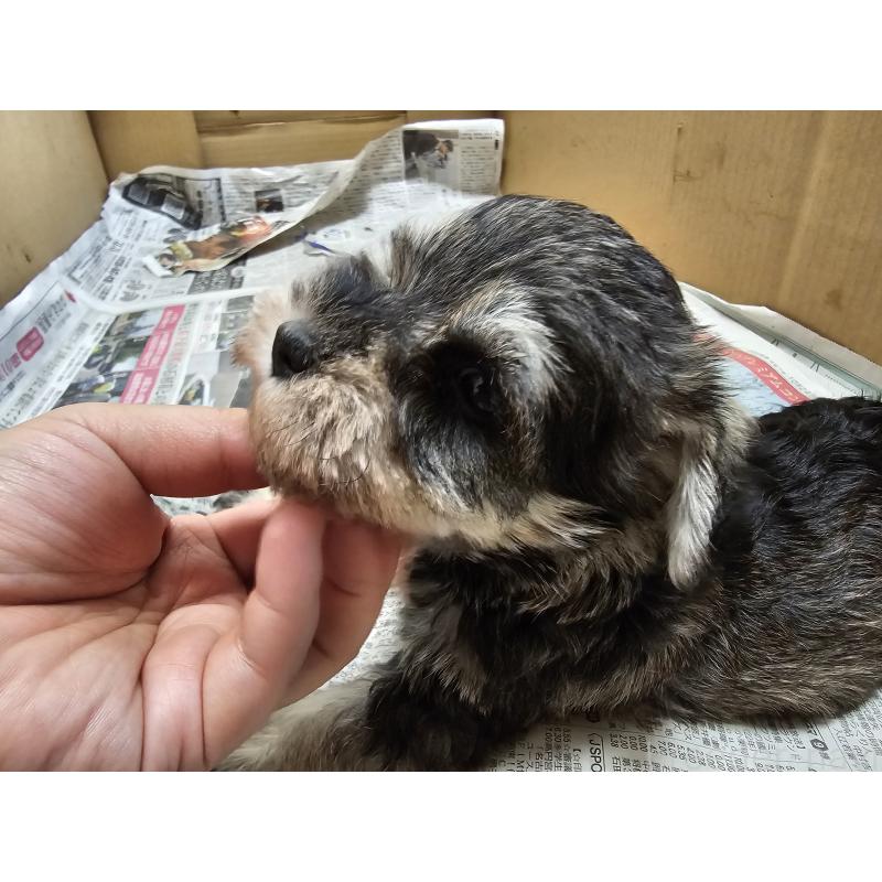 販売中の愛知県のミニチュアシュナウザー-428108の2枚目