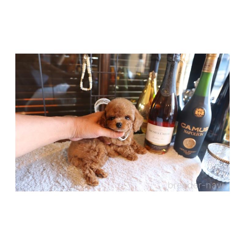 販売中の埼玉県のティーカッププードル-428110の5枚目