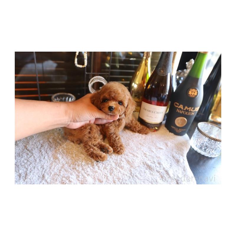 販売中の埼玉県のティーカッププードル-428110の3枚目