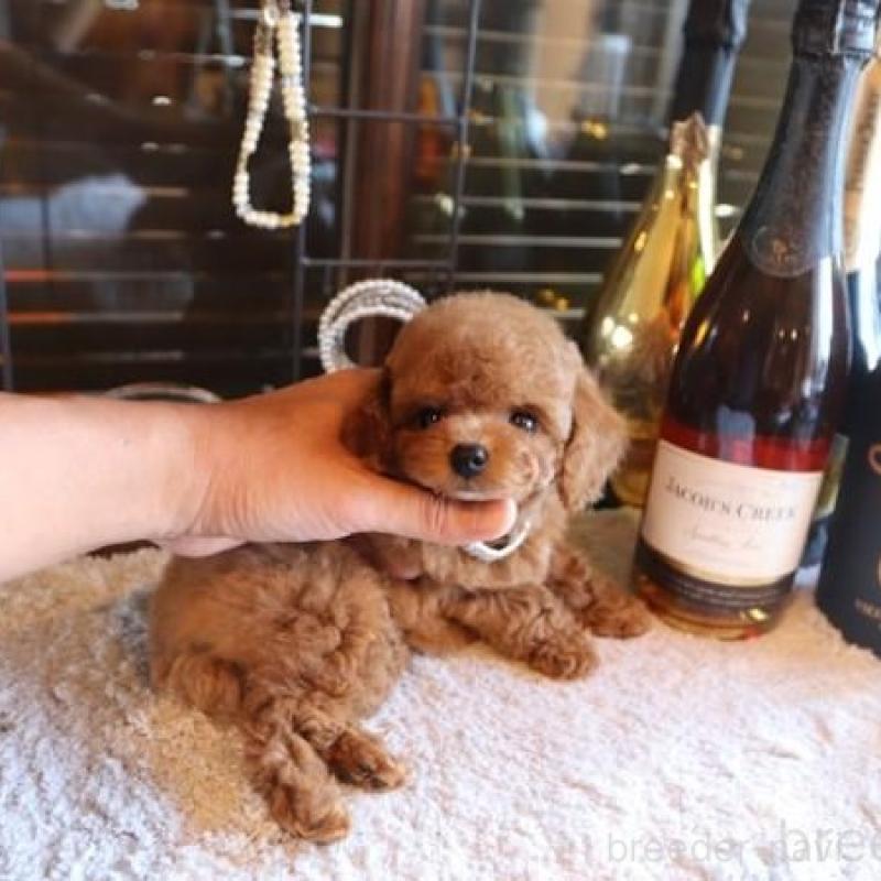 販売中の埼玉県のティーカッププードル-428110の1枚目